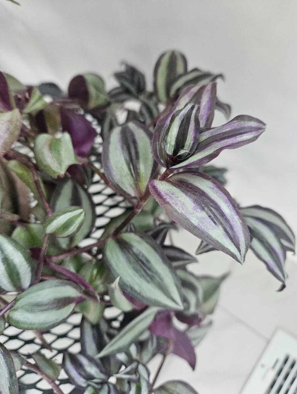 Premium Accents Wandering Tradescantia Leaf Accent in Purple and Green Cuttings